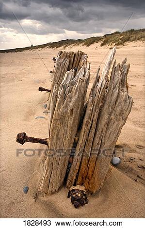 Wooden posts on beach View Large Photo Image Stock Image - Wooden posts on beach. Fotosearch