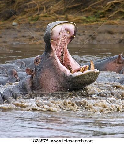 Yawning hippopotamus (Hippopotamus amphibius) at Serengeti National Park, Tanzania View Large Photo Image Stock Photography - Yawning hippopotamus (Hippopotamus amphibius) at Serengeti National Park, Tanzania. Fotosearch