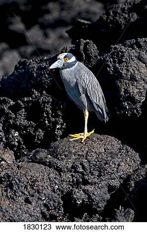 Stock Image - Yellow-Crowned Night Heron on rock. Fotosearch