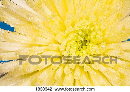 Stock Image - Yellow flower head. Fotosearch