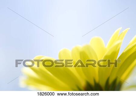 Yellow flower View Large Photo Image Stock Image - Yellow flower. Fotosearch