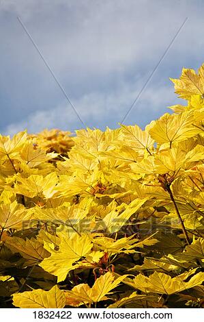 Stock Image - Yellow maple leaves. Fotosearch