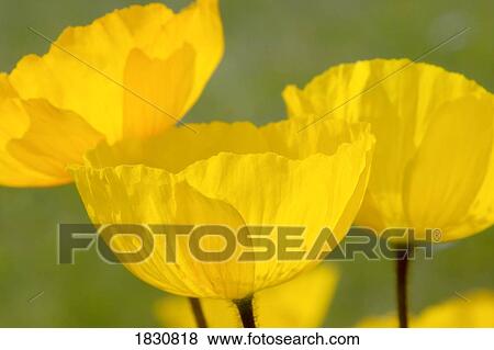 Yellow poppies View Large Photo Image Stock Photo - Yellow poppies. Fotosearch