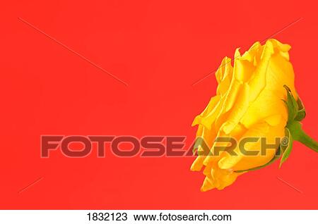 Yellow Rose On Red View Large Photo Image Stock Image - Yellow Rose On Red. Fotosearch