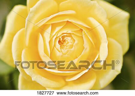 Stock Photo - Yellow rose. Fotosearch