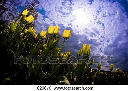 Stock Image - Yellow tulips. Fotosearch