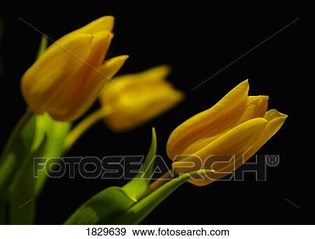 Yellow tulips View Large Photo Image Stock Photo - Yellow tulips. Fotosearch