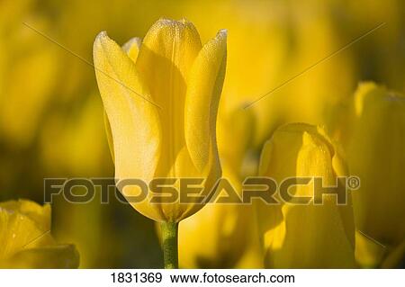 Yellow tulips View Large Photo Image Stock Photo - Yellow tulips. Fotosearch