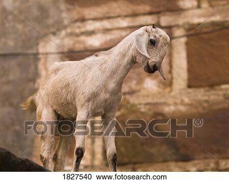 Young goat, Varanasi, India View Large Photo Image Stock Image - Young goat, Varanasi, India. Fotosearch