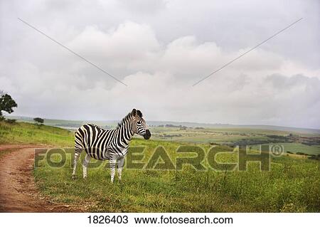 Stock Image - Zebra in the countryside, South Africa. Fotosearch