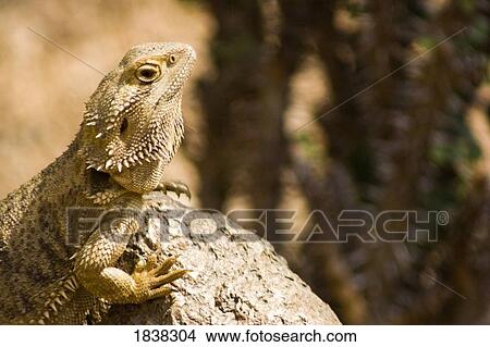 A camouflaged lizard View Large Photo Image Picture - A camouflaged lizard. Fotosearch