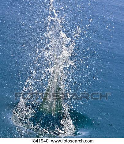A splash View Large Photo Image Stock Image - A splash. Fotosearch