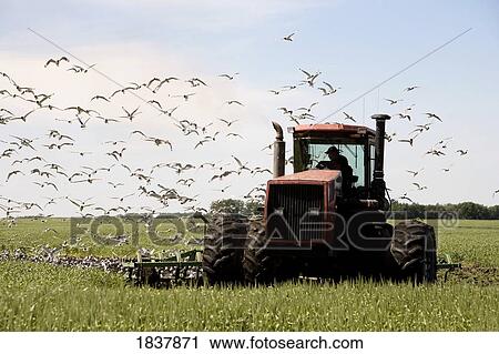 Stock Image - A tractor with birds all around. Fotosearch