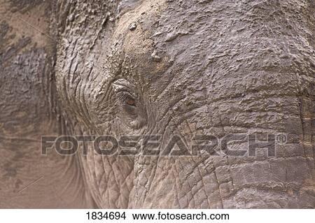African Elephant (Loxodonta africana), Arathusa Safari Lodge, Sabi Sand Reserve, Mpumalanga, South Africa, Africa View Large Photo Image Picture - African Elephant (Loxodonta africana), Arathusa Safari Lodge, Sabi Sand Reserve, Mpumalanga, South Africa, Africa . Fotosearch
