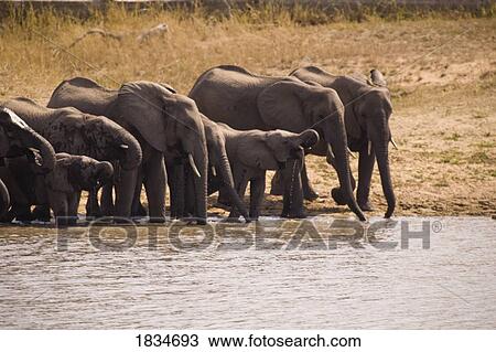 African Elephant (Loxodonta africana), Arathusa Safari Lodge, Sabi Sand Reserve, Mpumalanga, South Africa, Africa View Large Photo Image Stock Image - African Elephant (Loxodonta africana), Arathusa Safari Lodge, Sabi Sand Reserve, Mpumalanga, South Africa, Africa . Fotosearch