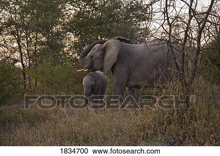 African Elephant (Loxodonta africana), Arathusa Safari Lodge, Sabi Sand Reserve, Mpumalanga, South Africa, Africa View Large Photo Image Stock Image - African Elephant (Loxodonta africana), Arathusa Safari Lodge, Sabi Sand Reserve, Mpumalanga, South Africa, Africa . Fotosearch