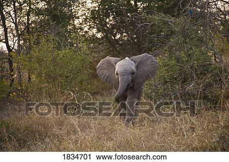 African Elephant (Loxodonta africana), Arathusa Safari Lodge, Sabi Sand Reserve, Mpumalanga, South Africa, Africa View Large Photo Image Stock Image - African Elephant (Loxodonta africana), Arathusa Safari Lodge, Sabi Sand Reserve, Mpumalanga, South Africa, Africa . Fotosearch