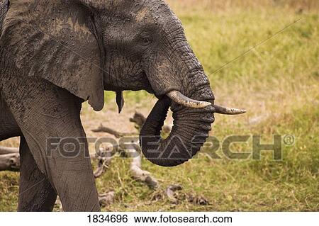 African Elephant (Loxodonta africana), Arathusa Safari Lodge, Sabi Sand Reserve, Mpumalanga, South Africa, Africa View Large Photo Image Stock Photograph - African Elephant (Loxodonta africana), Arathusa Safari Lodge, Sabi Sand Reserve, Mpumalanga, South Africa, Africa . Fotosearch