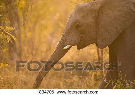 African Elephant (Loxodonta africana), Arathusa Safari Lodge, Sabi Sand Reserve, Mpumalanga, South Africa View Large Photo Image Stock Photography - African Elephant (Loxodonta africana), Arathusa Safari Lodge, Sabi Sand Reserve, Mpumalanga, South Africa . Fotosearch