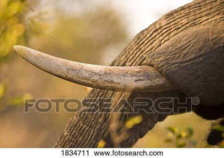 Stock Image - African Elephant tusk(Loxodonta africana), Arathusa Safari Lodge, Sabi Sand Reserve, Mpumalanga, South Africa, Africa . Fotosearch