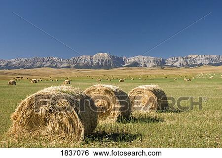 Alberta, Canada; Hay bales View Large Photo Image Stock Photograph - Alberta, Canada; Hay bales. Fotosearch