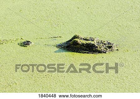 Alligator, Wacodahatchee Wetlands, Florida, USA View Large Photo Image Stock Photo - Alligator, Wacodahatchee Wetlands, Florida, USA . Fotosearch