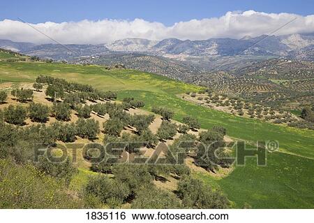 Stock Photograph - Andalusian countryside near Riogordo, Malaga Province, Spain. Fotosearch