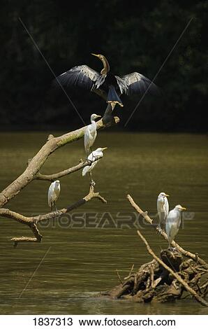 Stock Image - Anhinga (Anhinga anhinga). Fotosearch