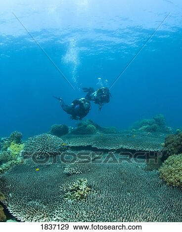 Apo Island Marine Park, Philippines, Asia; Scuba Diver View Large Photo Image Stock Photo - Apo Island Marine Park, Philippines, Asia; Scuba Diver. Fotosearch