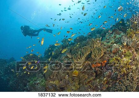 Apo Island Marine Park, s Oriental Island, Philippines, Southeast Asia; Scuba diver View Large Photo Image Stock Image - Apo Island Marine Park, s Oriental Island, Philippines, Southeast Asia; Scuba diver . Fotosearch