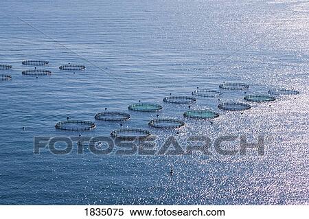Aquaculture Fish Farm, Costa Tropical, Granada, Spain View Large Photo Image Stock Photography - Aquaculture Fish Farm, Costa Tropical, Granada, Spain. Fotosearch