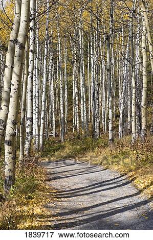 Aspen trees in autumn View Large Photo Image Stock Photo - Aspen trees in autumn . Fotosearch
