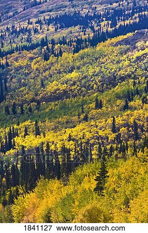 Stock Photo - Autumn countryside, Yukon Territories, Canada. Fotosearch