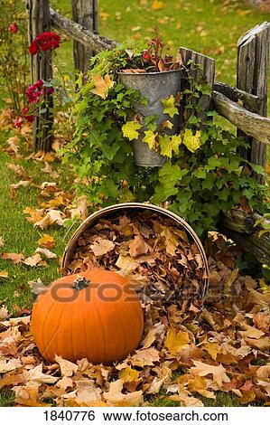 Stock Photograph - Autumn display. Fotosearch
