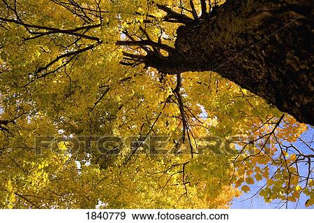 Stock Photo - Autumn tree. Fotosearch