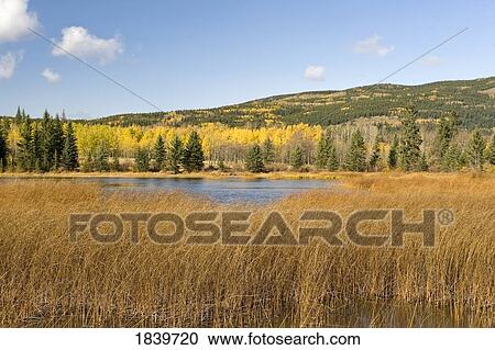 Stock Image - Autumn view of Bow Valley, Alberta, Canada . Fotosearch