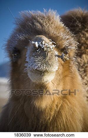 Stock Photo - Bactrian Camel (Camelus bactrianus), Mongolia. Fotosearch