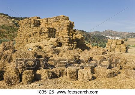 Bales of hay near Casabermeja, Malaga Province, Spain View Large Photo Image Stock Photography - Bales of hay near Casabermeja, Malaga Province, Spain . Fotosearch