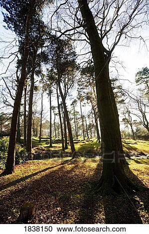 Bare branches, Derbyshire, England View Large Photo Image Stock Image - Bare branches, Derbyshire, England. Fotosearch