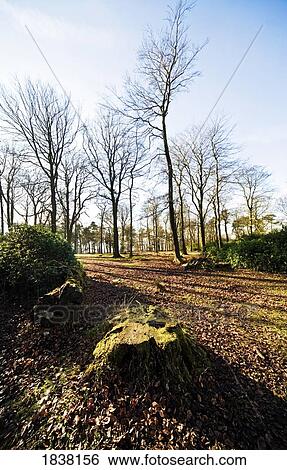Bare trees, Derbyshire, England View Large Photo Image Stock Photograph - Bare trees, Derbyshire, England. Fotosearch