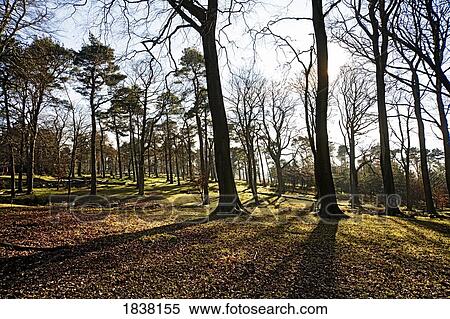 Bare trees, Derbyshire, England View Large Photo Image Stock Photography - Bare trees, Derbyshire, England. Fotosearch