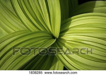 Bear Grass Lily leaves View Large Photo Image Stock Photography - Bear Grass Lily leaves. Fotosearch