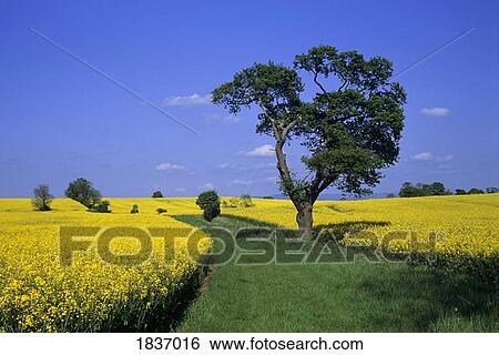 Bedale, North Yorkshire, England; Rapeseed field View Large Photo Image Stock Photograph - Bedale, North Yorkshire, England; Rapeseed field. Fotosearch