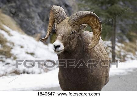 Stock Photo - Bighorn sheep (Ovis canadensis) . Fotosearch