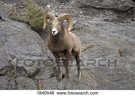 Bighorn sheep (Ovis canadensis) View Large Photo Image Stock Photo - Bighorn sheep (Ovis canadensis). Fotosearch