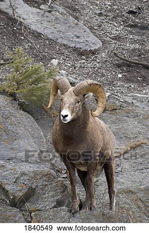 Stock Photo - Bighorn sheep (Ovis canadensis) . Fotosearch