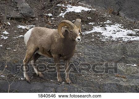 Bighorn sheep (Ovis canadensis) View Large Photo Image Stock Photograph - Bighorn sheep (Ovis canadensis) . Fotosearch