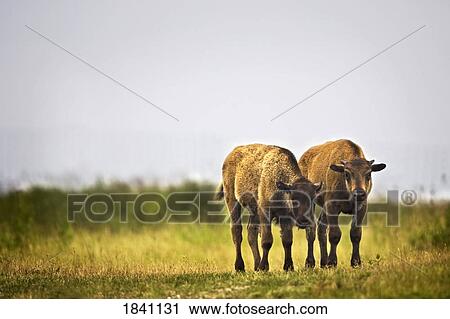 Stock Image - Bison calves. Fotosearch
