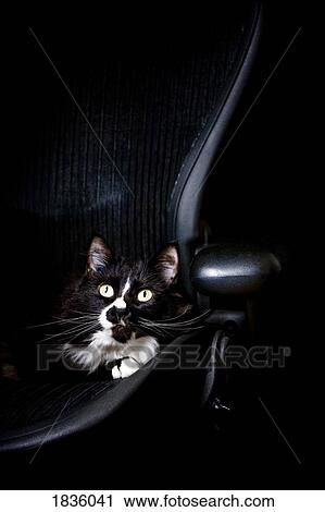 Stock Image - Black cat. Fotosearch