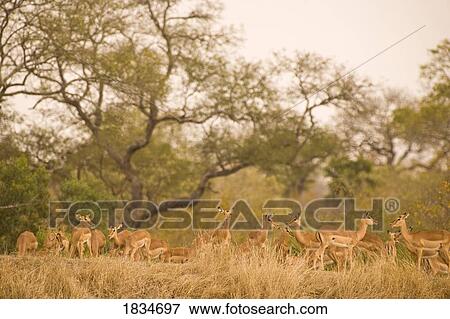 Stock Photo - Black faced Impala (Aepyceros melampus petersi), Arathusa Safari Lodge, Sabi Sand Reserve, Mpumalanga, South Africa, Africa . Fotosearch